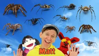 Spiders | What Do You See? Song  | Find It Version | Dream English Kids