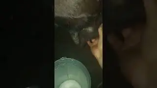 Ящур у коровы!Болезни вымени у коровы!