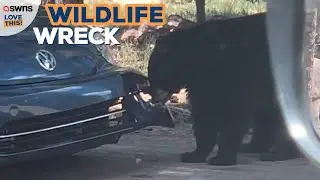 Bear destroys car bumper 😶 | LOVE THIS!