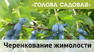 Голова садовая - Черенкование жимолости