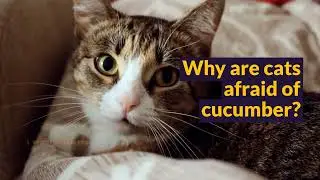 Why are cats afraid of cucumber? Do you know?