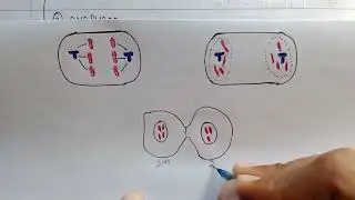 Mitosis class 11 | phases of mitosis | cell division mitosis