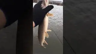 Отпускаем мелочь
