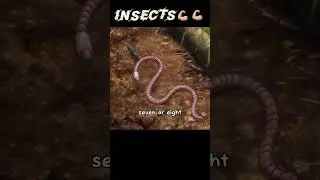 most powerful creatures in the world👀😲|Baki Hanma| 