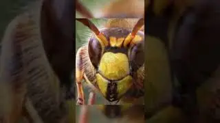Как шершень убивает пчелу 