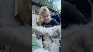 Стринги из шерсти🤣🤣🤣 #funnyvideos #юмор #humor #vanlife #comedy #твич #топ