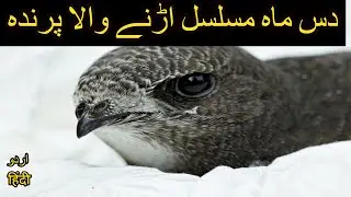 Common Swift | Power naps and eating on the wing | Urdu / Hindi