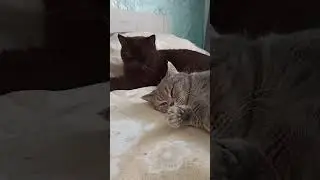 Нет вам доверия! 