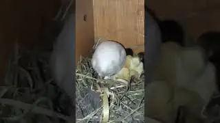 расписные
