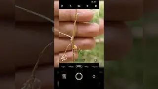 Mobile focus tutorial 📷 Vivo V25 pro Camera Photoshoot #viral #shorts #youtubeshorts #shortsfeed