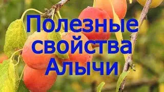 Полезные свойства алычи.