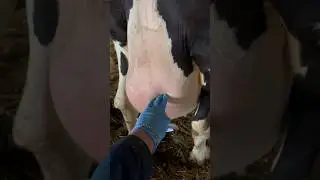 udder tumor 