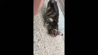 A stray cat with severe ringworm wandering around the company in 2018