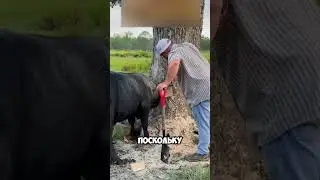 Любопытная корова 🐄🐮 