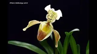 PAPHIOPEDILUM INSIGNE  -  описание и основы ухода