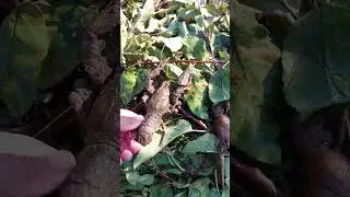 Наловил немного раков