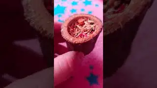 ЗАГАДКА ДЕРЕВА С ДЫРКОЙ 4К 