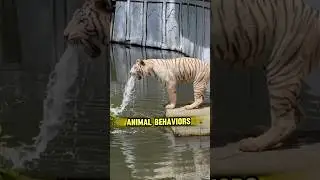 facts || animal  bizarre behaviour #facts #viral #shorts