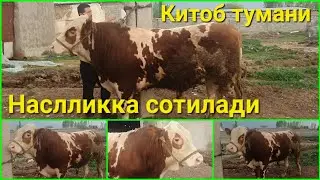Китоб тумани. Наслликка симментал хукиз сотилади. ва 1та симментал бузок,ча 1 ойлик.