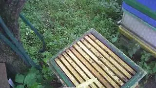 Профилактика пчелосемьей гнильцовых заболеваний.