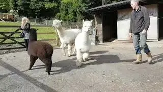 How to catch an Alpaca