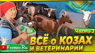 Козья ферма на 20 сотках. Содержание коз в частном хозяйстве.  Аптечка козовода. Чем кормить коз?