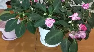 #БАЛЬЗАМИН. Пересадка методом перевалки.