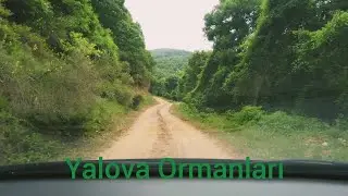 A Beautiful Day in Yalova Forests