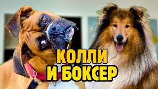 Работаю с КОЛЛИ и БОКСЕРОМ — день в груминг-салоне 