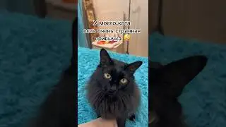 Странная привычка кота 