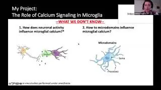 [Anthony Umpierre] Microglial calcium signaling is attuned to neuronal activity in awake mice