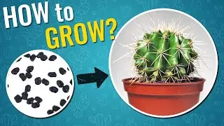 From Seedlings to Spikey Marvels: Your Cactus Growing Blueprint