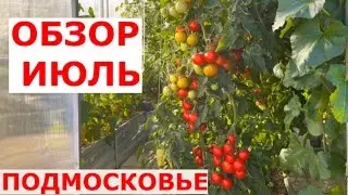Обзор теплиц и огорода в июле Подмосковье