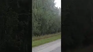 Дорога домой.#music #coversong #songcover #природа#лес#automobile #crossfitgames #рыбалка #fishing