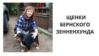 БЕРНСКИЙ  ЗЕННЕНХУНД // забавные щенки // bernese mountain dog