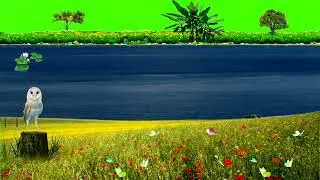 natural green screen background | beautiful bird stending background video | butterflies flying