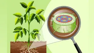 Structure of Root, || Plant root structure|| Biology