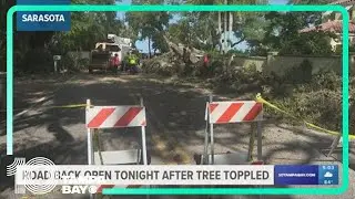 Sarasota road open after 200-year-old oak tree falls, closes street in both directions