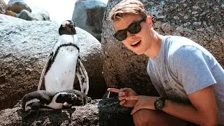 SWIMMING WITH REAL PENGUINS!!!