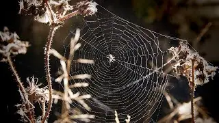 Spider web photography techniques