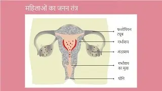 मासिक धर्म / माहवारी चक्र किसे कहते हैं? Girls Periods Hindi