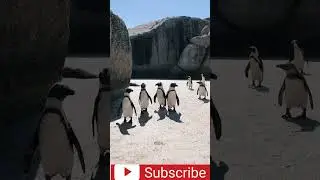 Penguins Walking and Swimming at the Bea 