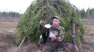 ОХОТА НА ТЕТЕРЕВА НА ТОКУ / ВЕСНА 2019 / КАРЕЛИЯ