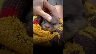 День 2 после того как  я выдр ￼забрала из приюта