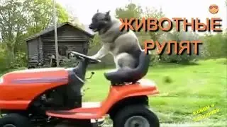 Приколы с животными - дай порулить