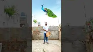 Funny vfx catching birds new magic | Kinemaster editing | Ayan mechanic