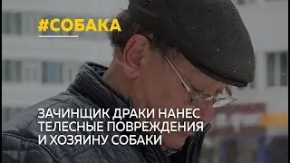 В Барнауле семья не может добиться наказания для мужчины, который избил их собаку