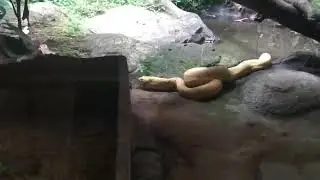 ular warna kuning melahap mangsanya