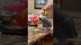 Parrot Answers Multiple Choice 🤯
