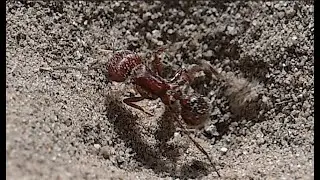 Red Harvester Ant falls into a Large Antlion Hole and Fights for Life (3840x2160 4k@60 fps)